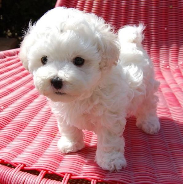 Gorgeous Bolognese Puppies For Sale