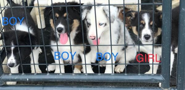 likable Border Collie Puppies