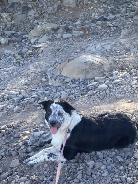 Border collie blue healer