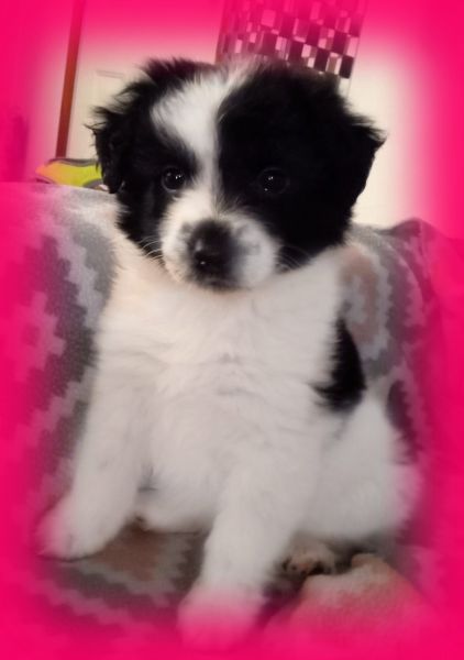 Border Collie Puppy