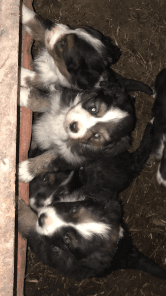 Border collie puppy