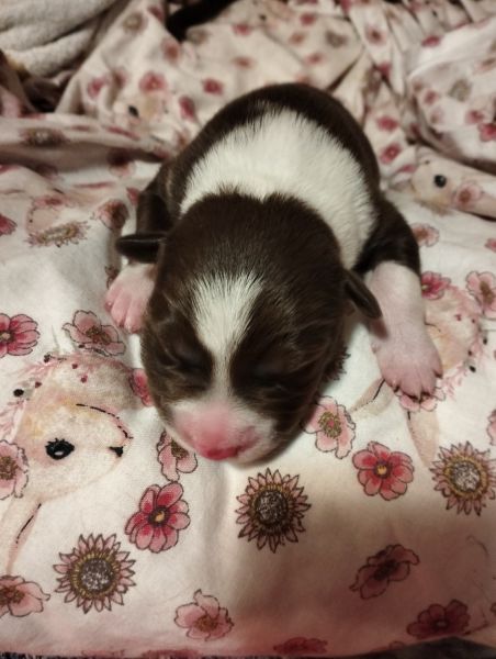 Border collie puppies