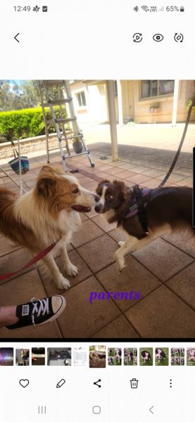 Border collie puppies 9 weeks old