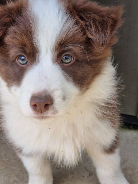 Border Collies puppies ready to go home. Microchipped, vaccinated and
