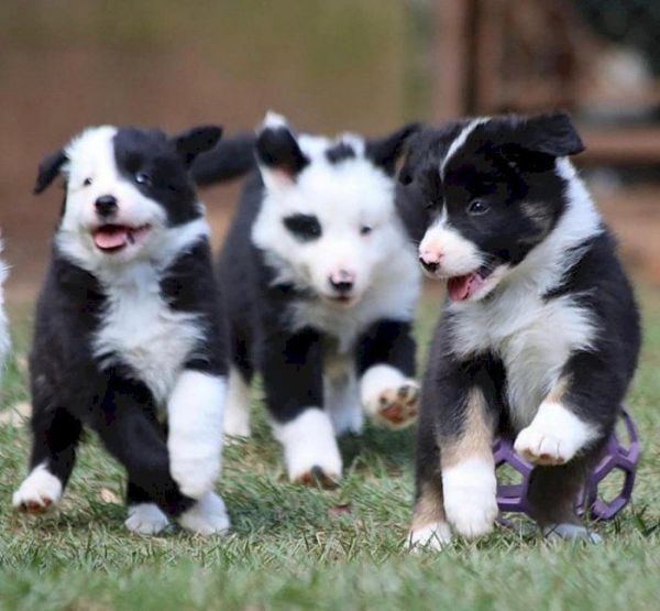 Cute Border Collie Puppy