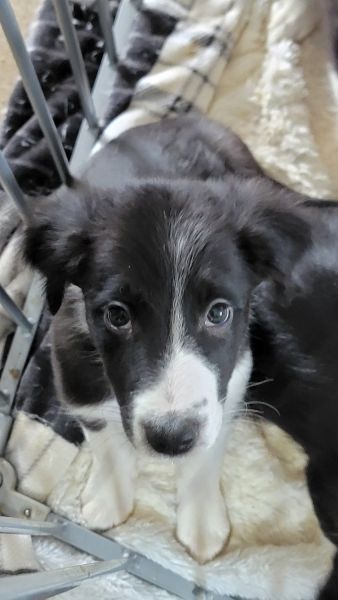 Border collie/sheltie