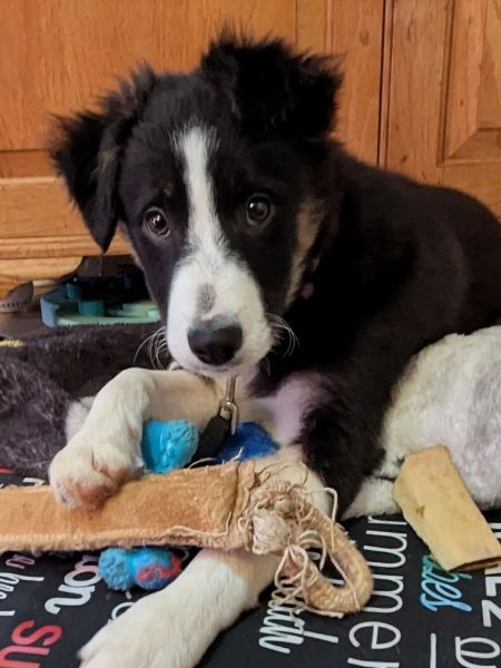 Border Collie puppies