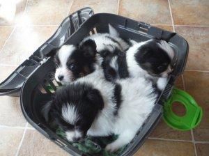 Excellent Collie Puppies Now available