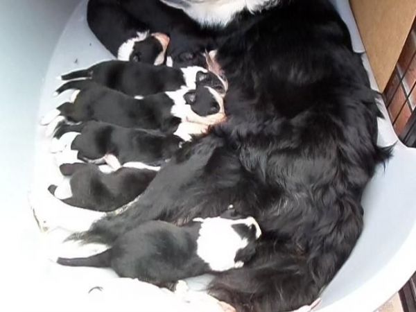 Border Collie Puppies