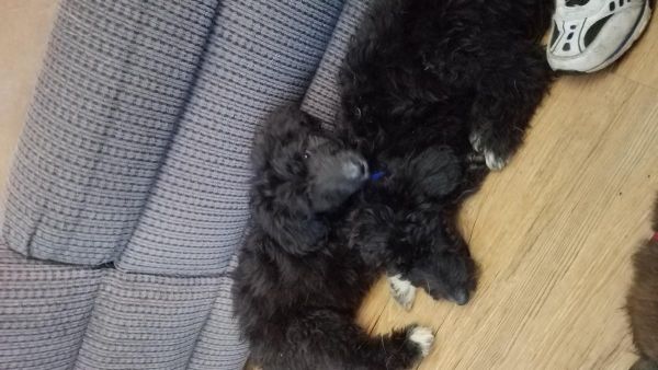 Poodle/Border Collie Puppies