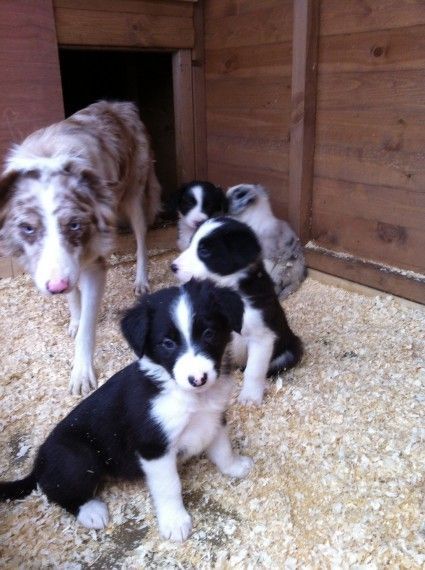 Border Collie Pups