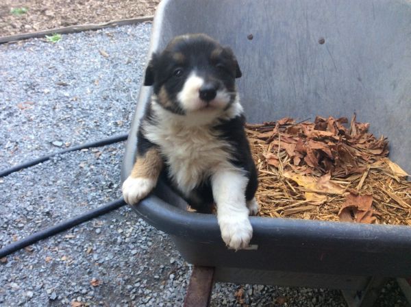 ABCA Border Collie Puppies