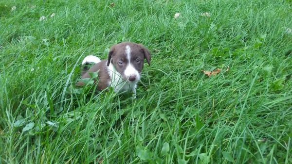 Border collie-blue heeler
