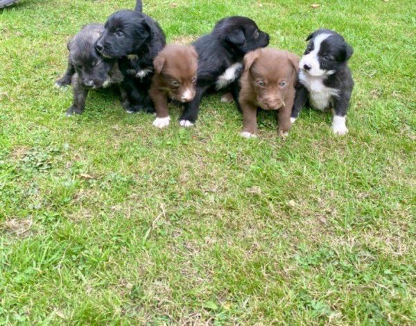 Border Collies pups ready