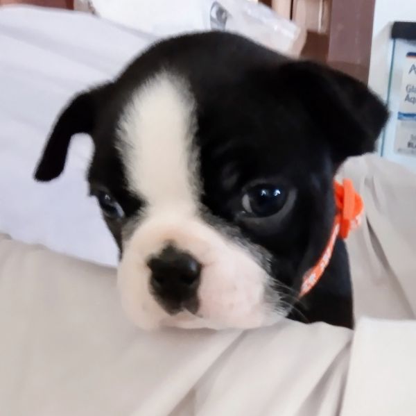 Boston Terrier Puppies