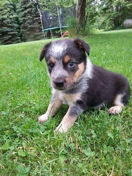 Gorgeous Fully Health Border Heeler Pups