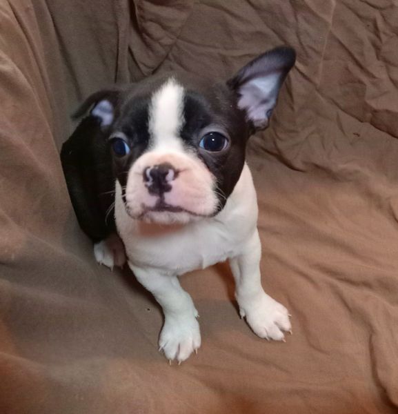 Boston Terrier Puppies Louisville ky