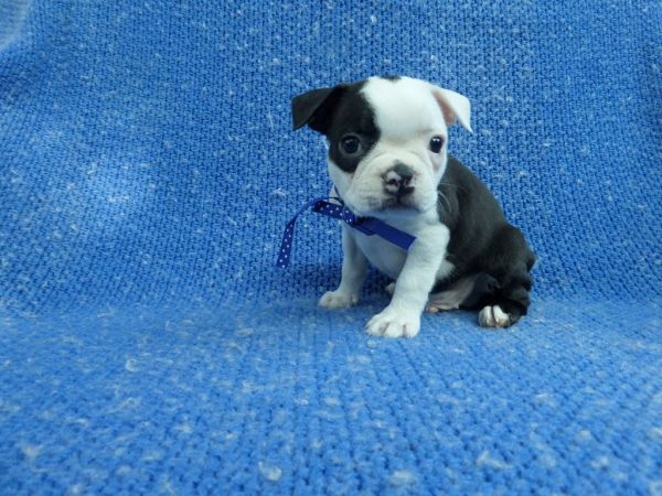 Boston Terrier Puppies