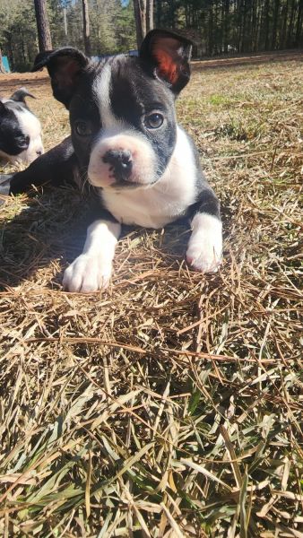 7 Week Old Boston Terriers