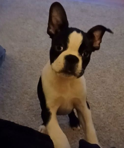 Boston Terrier
