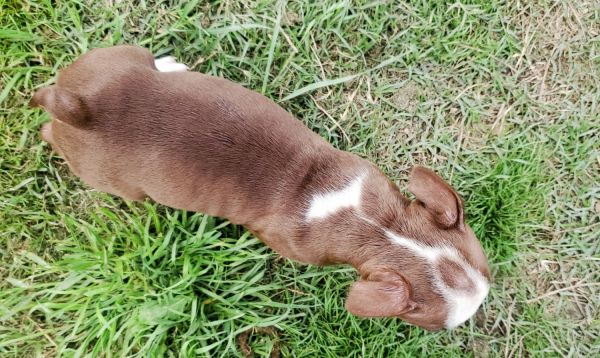 BOSTON TERRIER PUPPY