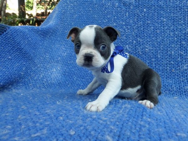 Loving Boston Terrier Puppies