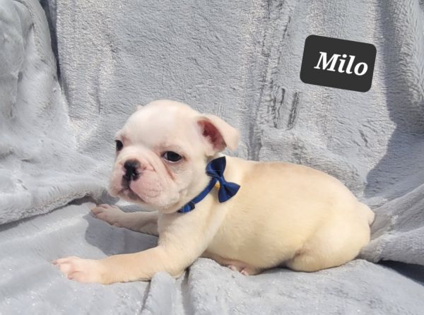 Gorgeous Cream Boston Terrier Puppies