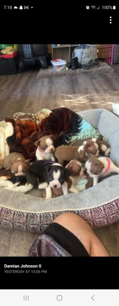 Boston Terrier Puppiee