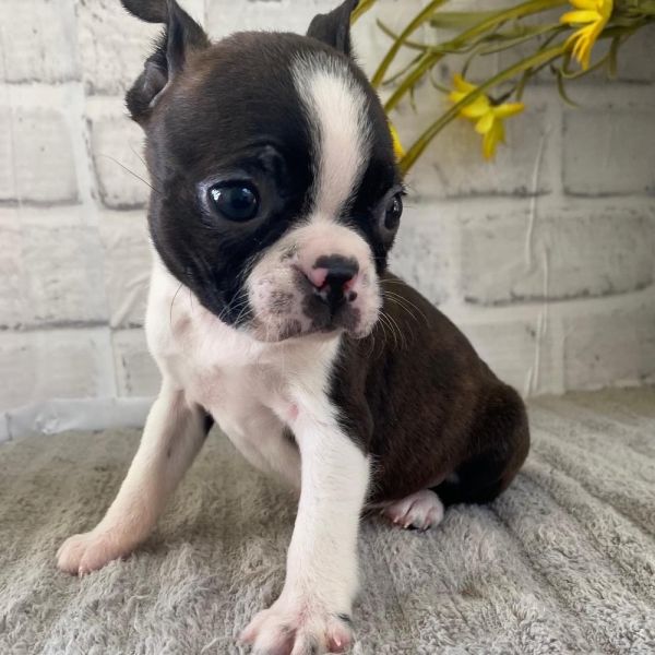 Amazing Purebred Boston Terrier puppies