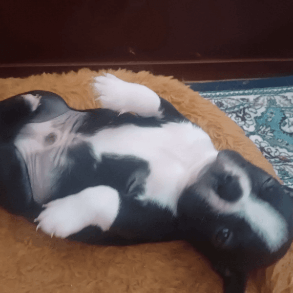 Ckc microchipped Boston Terrier