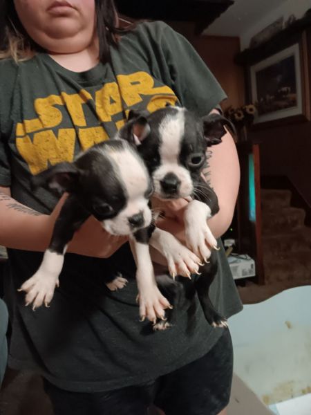 Boston Terrier Pups