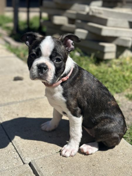 Boston terrier puppies! Ready now for pick up!