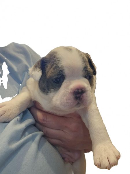 Boston Terrier Puppies Born March 20th