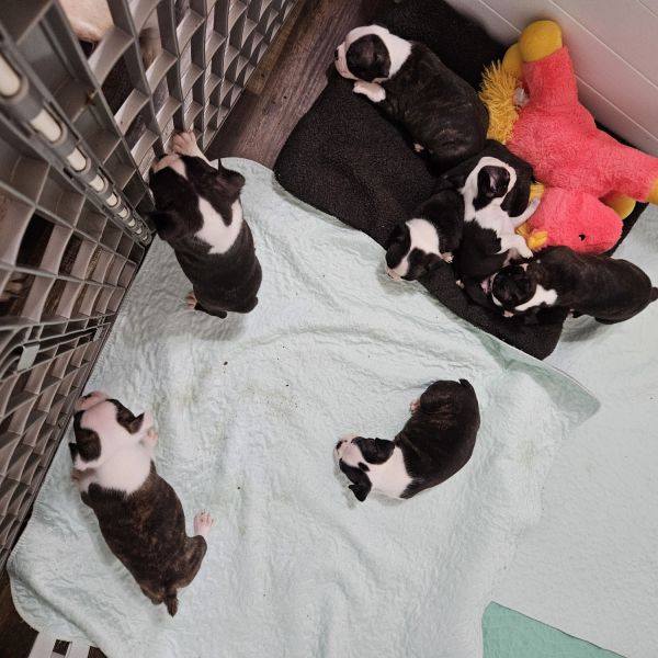 Boston terrier puppies