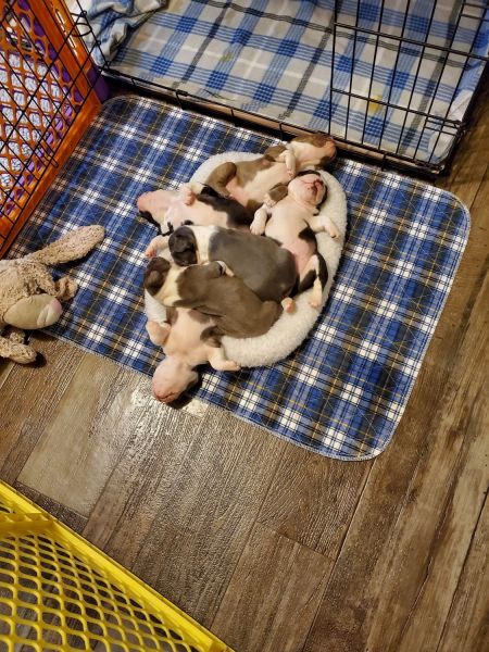 Boston Terrier Puppy – Family Raised & Well Socialized