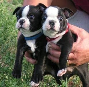 Boston Terrier Pups