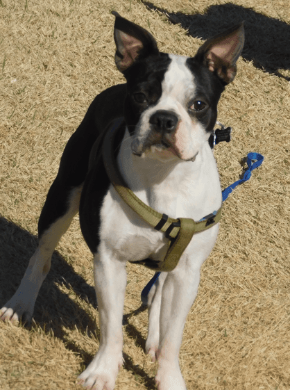 2-Year-Old Boston Terrier Puppy – Fully Vaccinated & Neutered