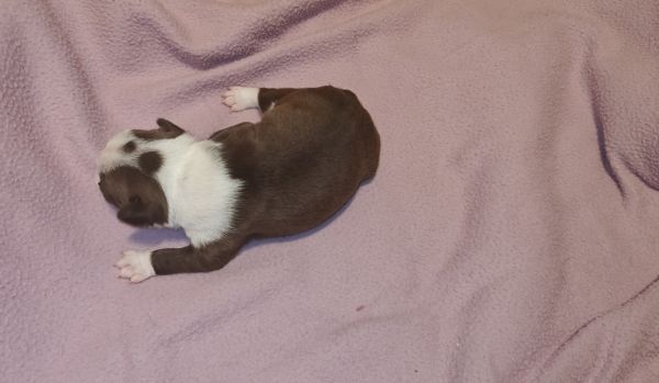 Boston terrier puppies