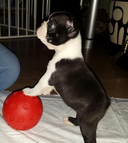 Boston Terrier For Adoption