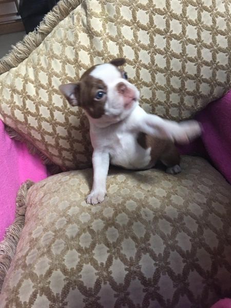 Red Seal Boston puppies