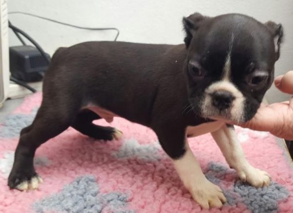 Free Free B.oston Terri.er P.u.ps ***