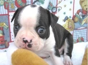 AKC Boston Terrier Puppies