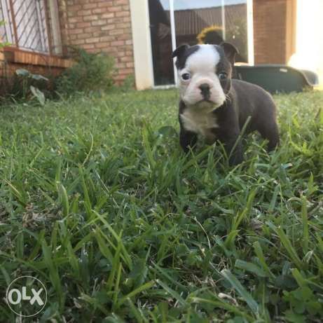 Beautiful boston terrier male puppy available. Innoculated and vet che