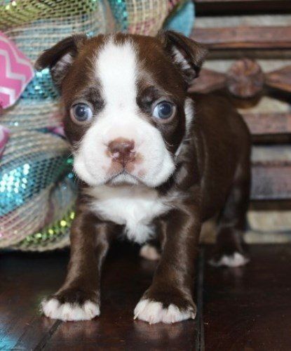 These gorgeous Boston Terrier Puppies