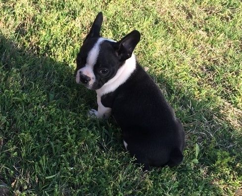 Sound Boston Terrier pups for sale