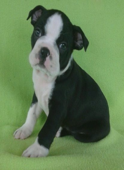 Family Raised Boston Terrier Puppies