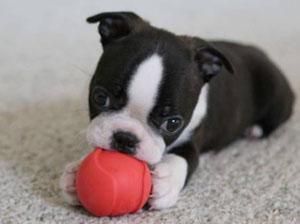 $800, Boston Terrier puppies black/whites
