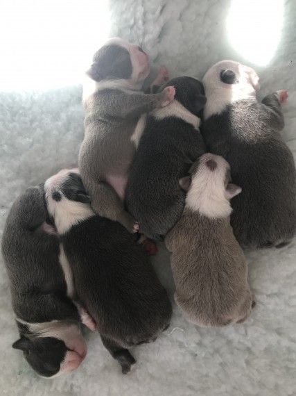 Beautiful Litter Of Colour Boston's