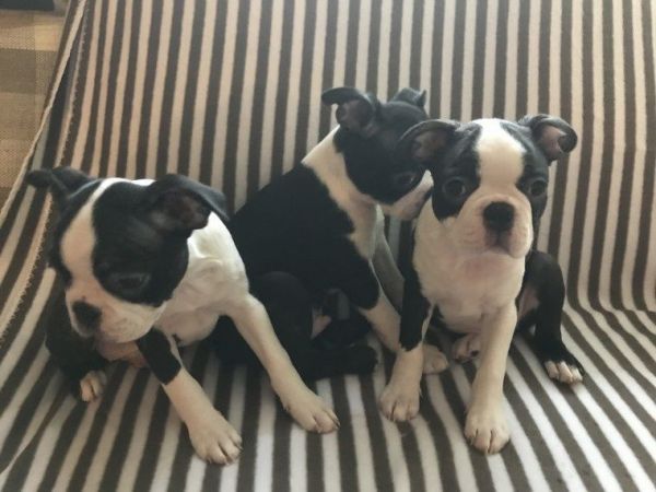 Boston Terrier Puppies