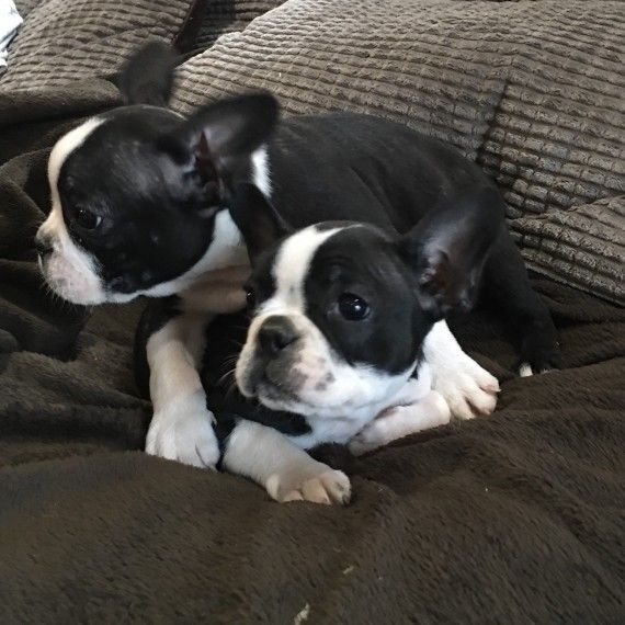 Stunning Boston Bitch For Sale